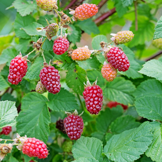 björnbärshallon 'Tayberry'