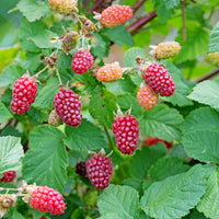 björnbärshallon 'Tayberry'