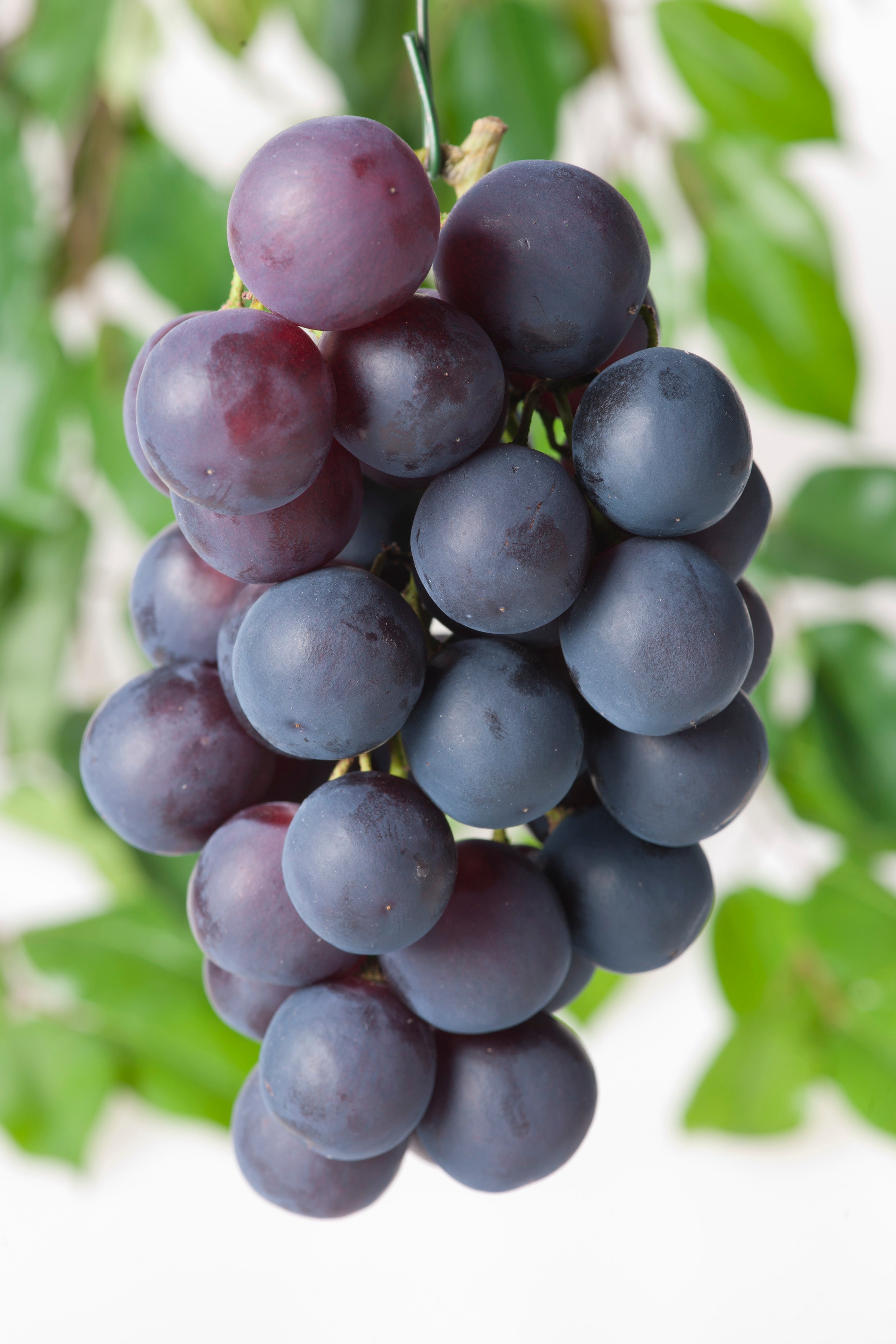 vin Blå Burgunder ('Blauer Burgunder'), syn. vin 'Pinot Noir'