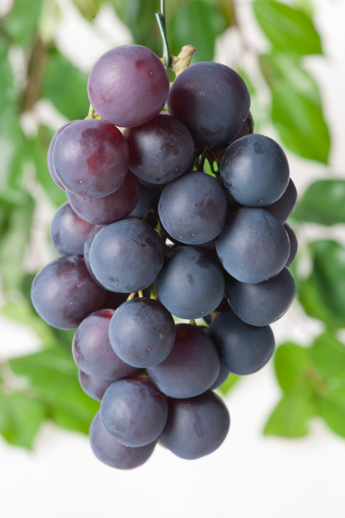 vin Blå Burgunder ('Blauer Burgunder'), syn. vin 'Pinot Noir'
