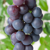 vin Blå Burgunder ('Blauer Burgunder'), syn. vin 'Pinot Noir'