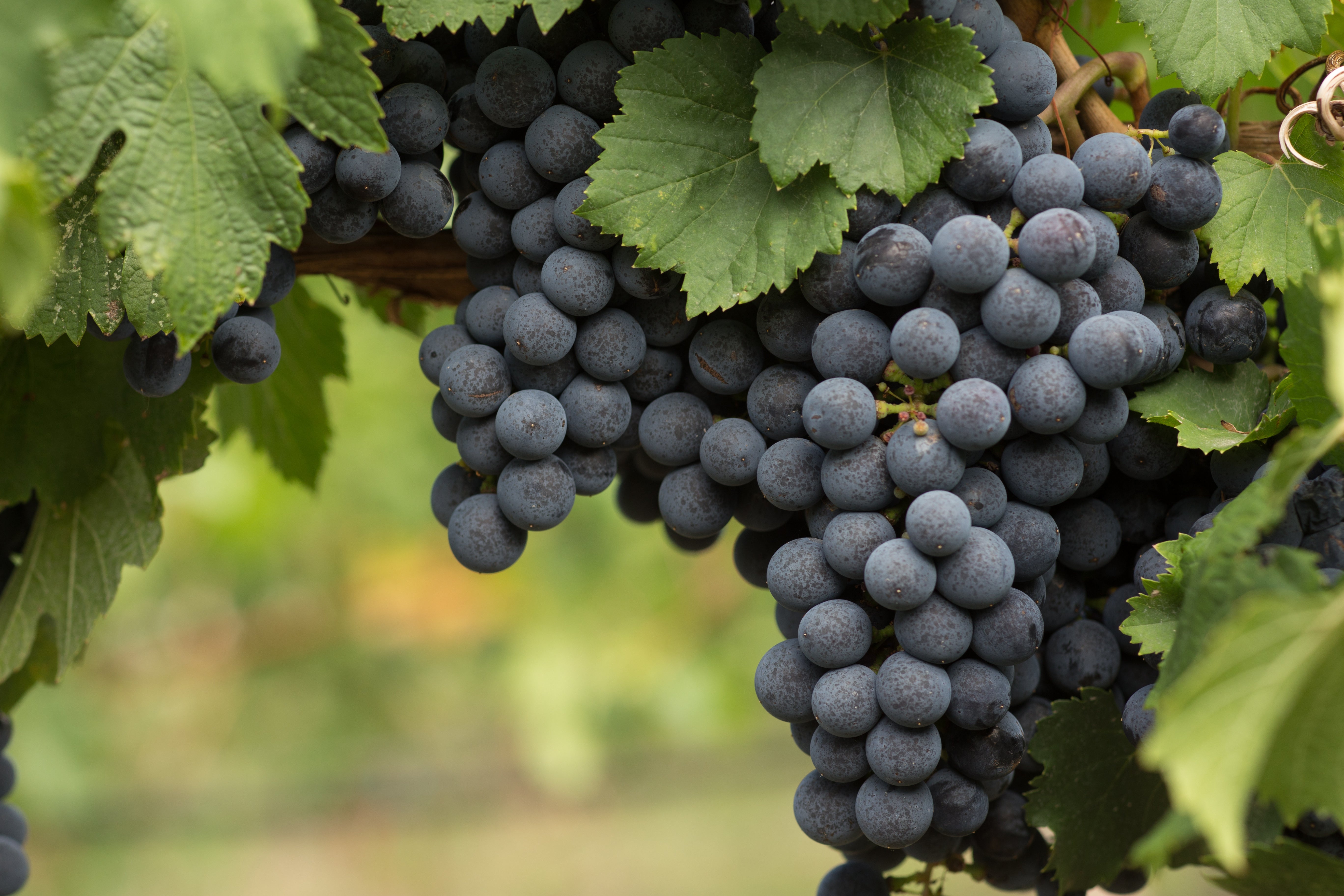 vin Blå Burgunder ('Blauer Burgunder'), syn. vin 'Pinot Noir'