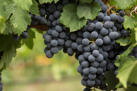 vin Blå Burgunder ('Blauer Burgunder'), syn. vin 'Pinot Noir'