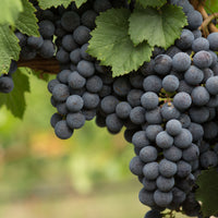 vin Blå Burgunder ('Blauer Burgunder'), syn. vin 'Pinot Noir'