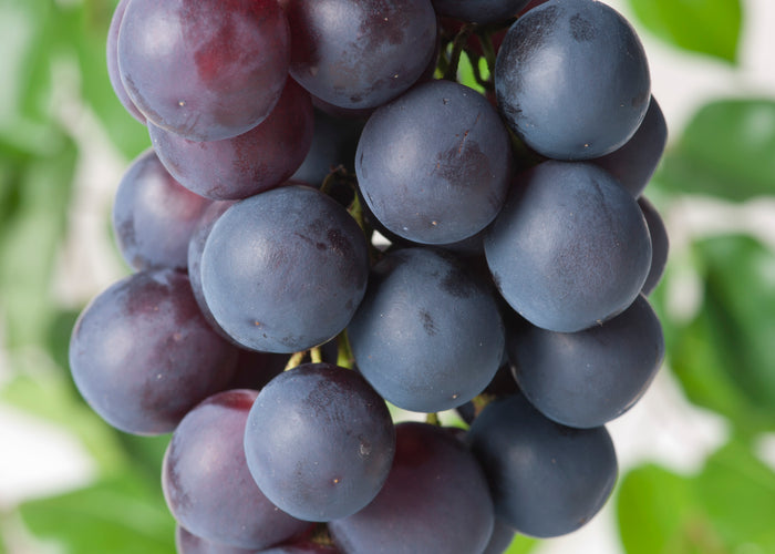 Vitis vinifera Blå Burgunder ('Blauer Burgunder')