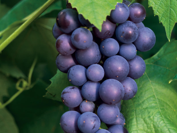 vin 'Glorie Boskoop'