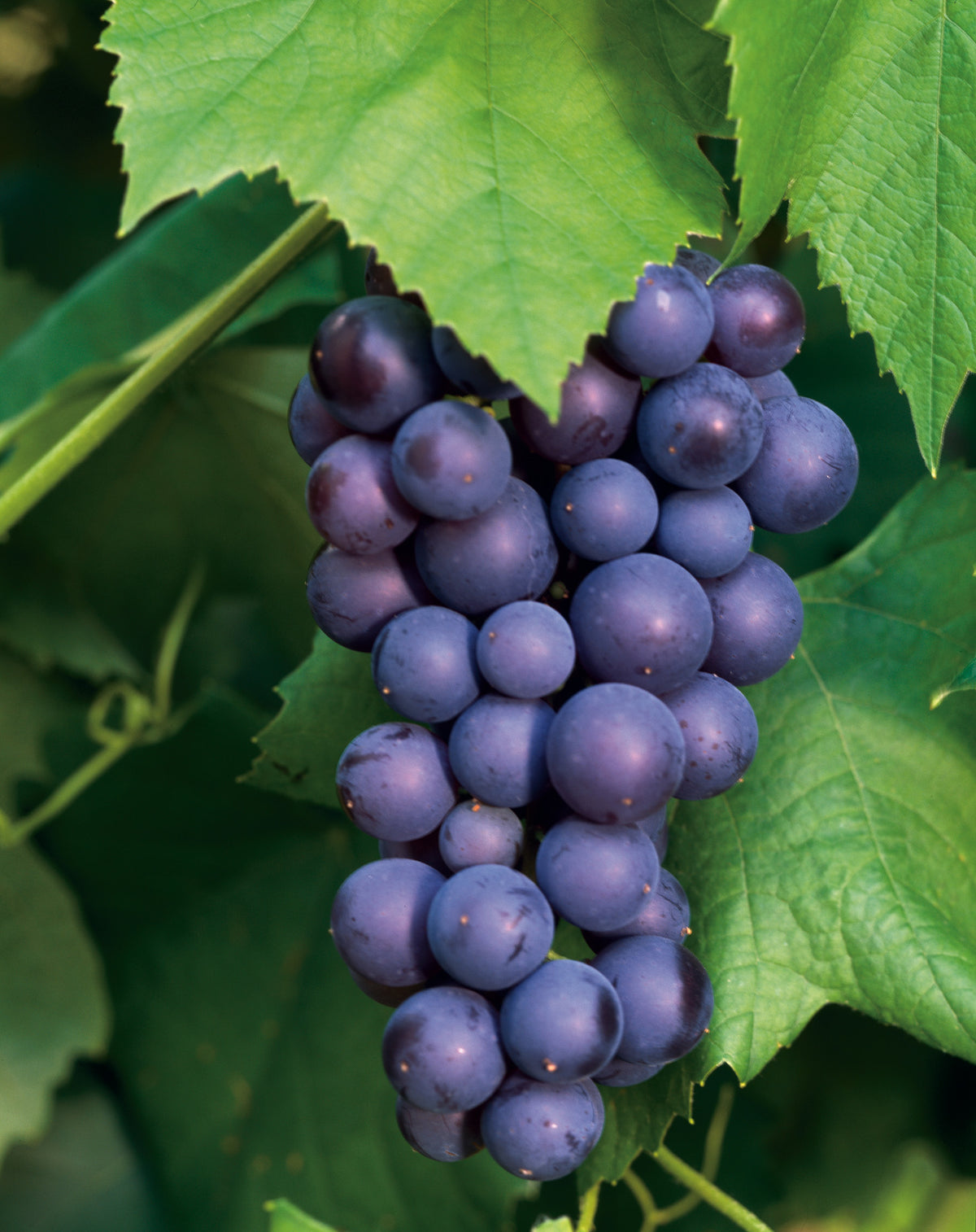 vin 'Glorie Boskoop'