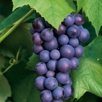 vin 'Glorie Boskoop'