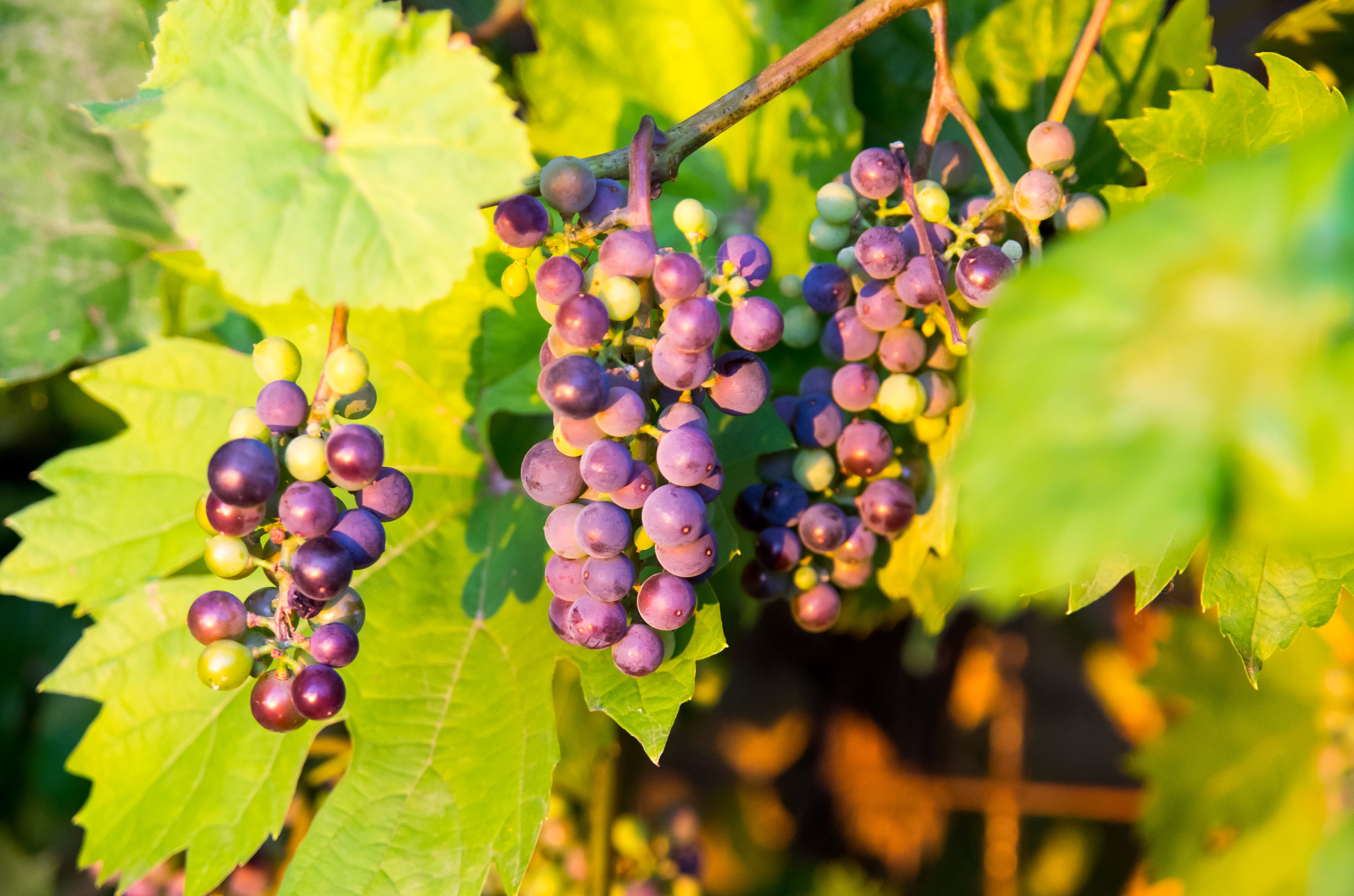vin 'Glorie Boskoop'