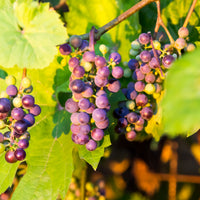vin 'Glorie Boskoop'