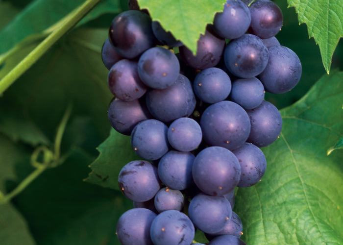 Vitis vinifera 'Glorie Boskoop'