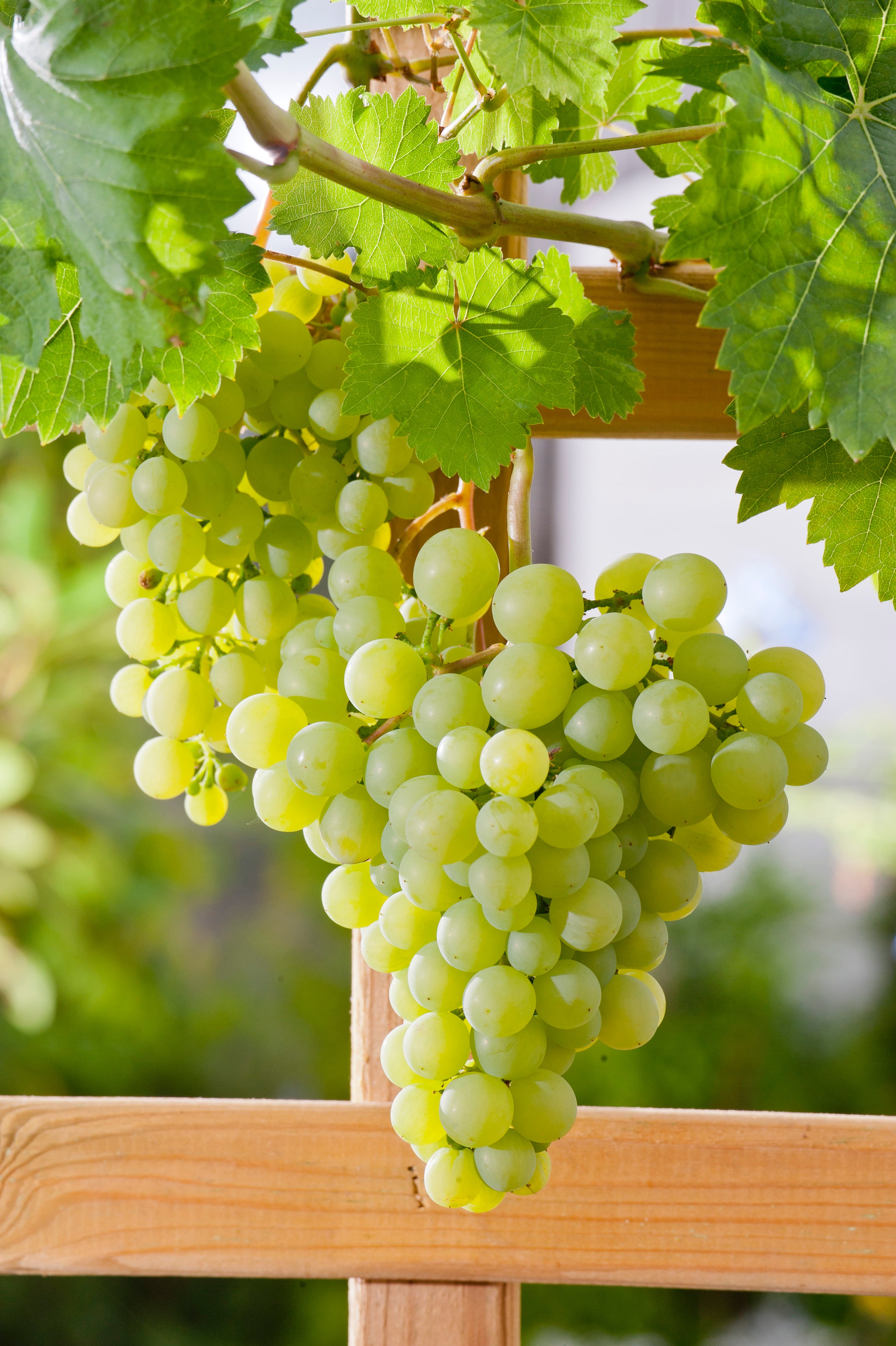vin DR SCHMIDTMANS SOCKERDRUVA ('Précoce de Malingre')