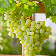 vin DR SCHMIDTMANS SOCKERDRUVA ('Précoce de Malingre')