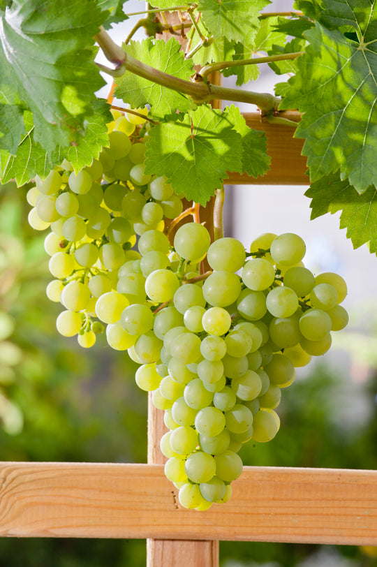 vin DR SCHMIDTMANS SOCKERDRUVA ('Précoce de Malingre')