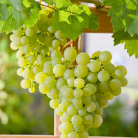 vin DR SCHMIDTMANS SOCKERDRUVA ('Précoce de Malingre')