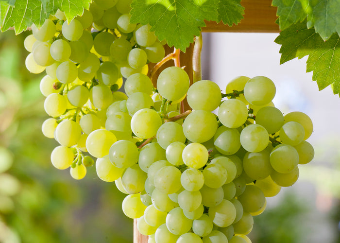 Vitis vinifera DR SCHMIDTMANS SOCKERDRUVA
