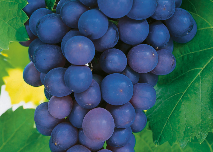 Vitis vinifera FRANKENTHALER