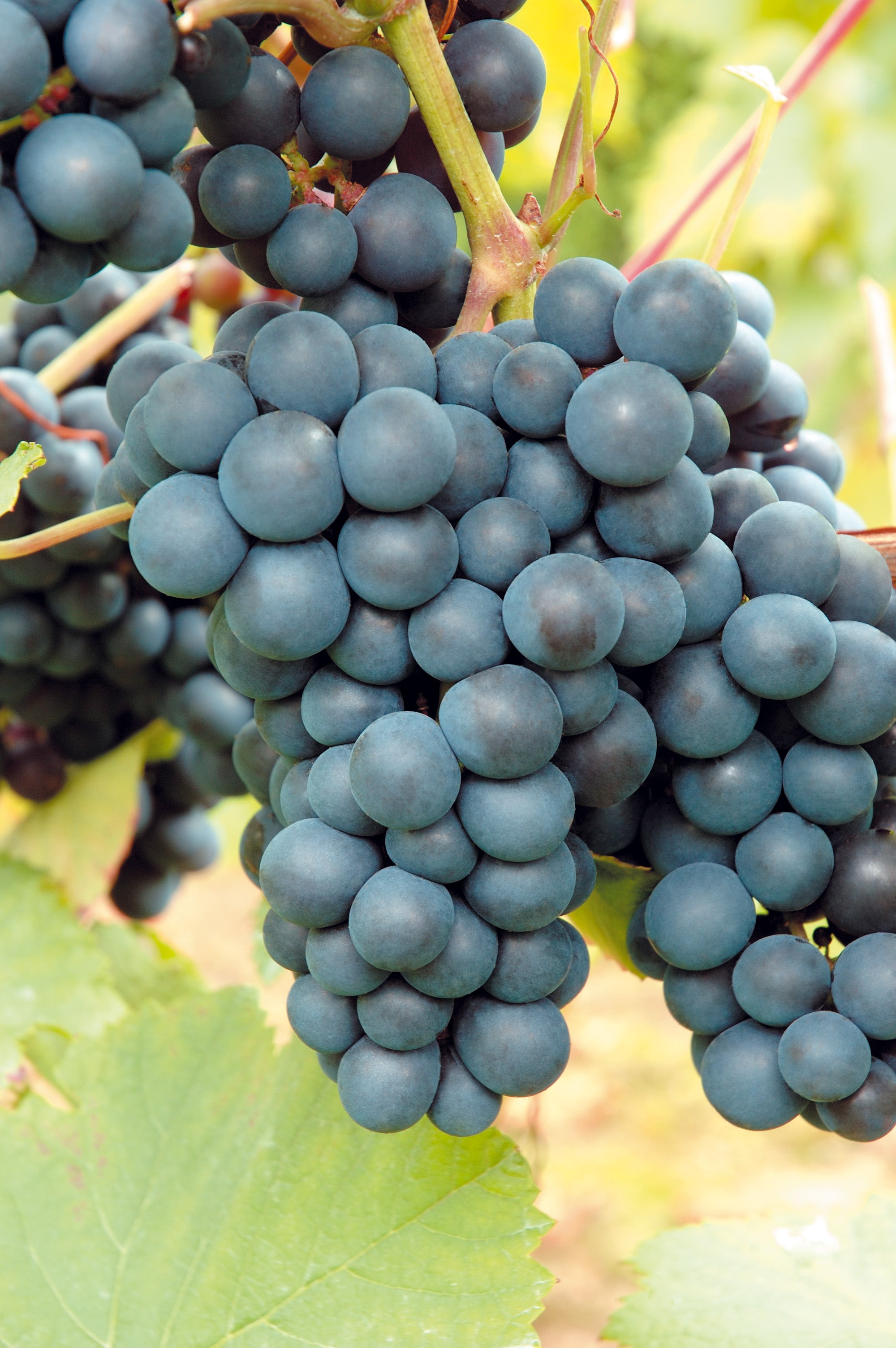 vin 'Rondo'