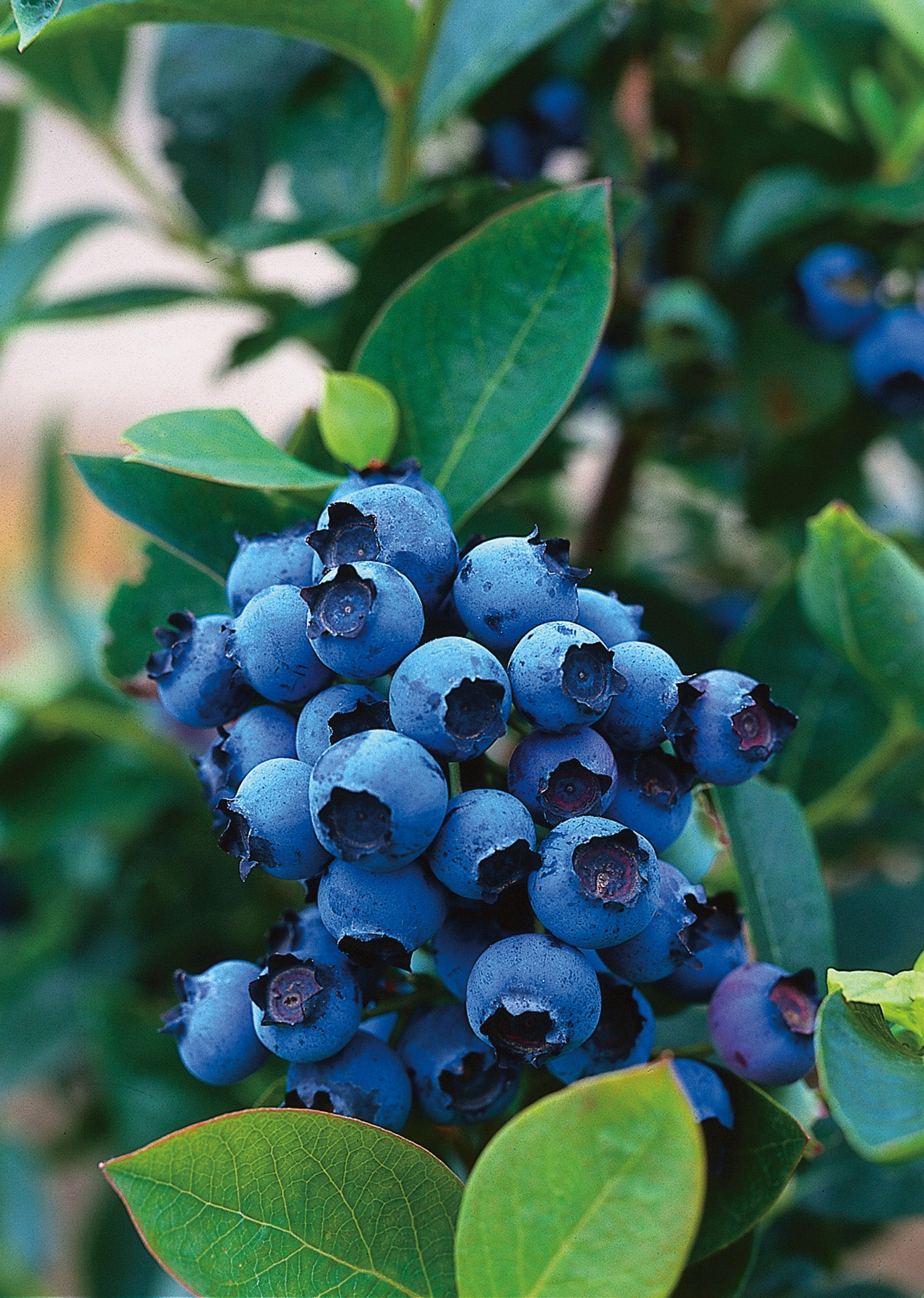 hybridblåbär 'Northcountry'