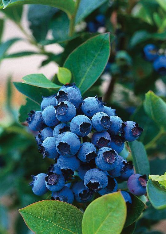 hybridblåbär 'Northcountry'
