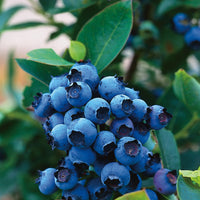 hybridblåbär 'Northcountry'