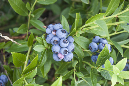 hybridblåbär 'Northcountry'