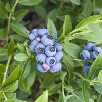 hybridblåbär 'Northcountry'