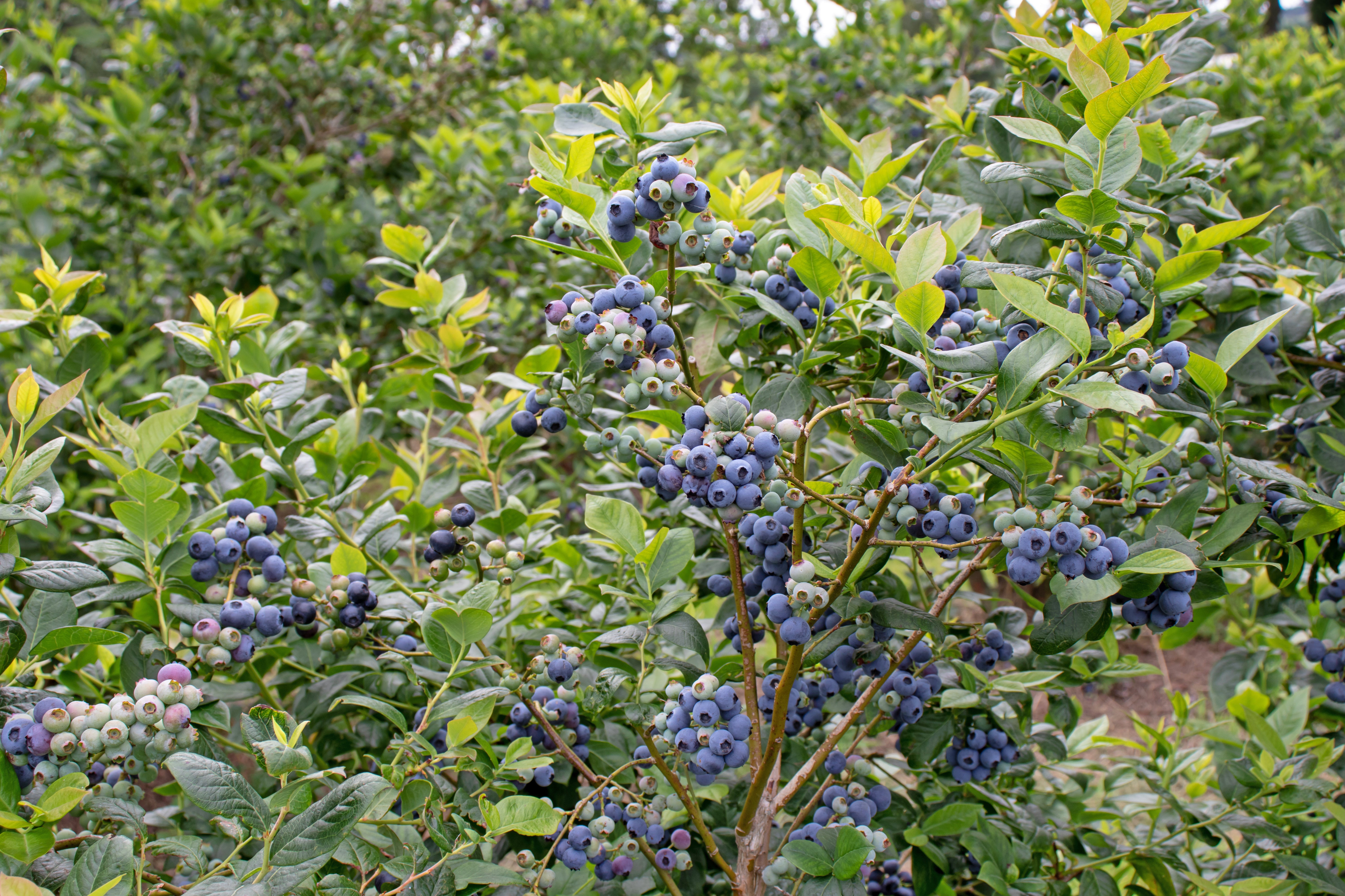 hybridblåbär 'Northcountry'