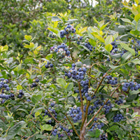 hybridblåbär 'Northcountry'
