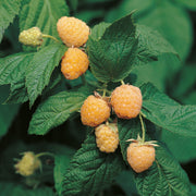 hösthallon "Allgold"
