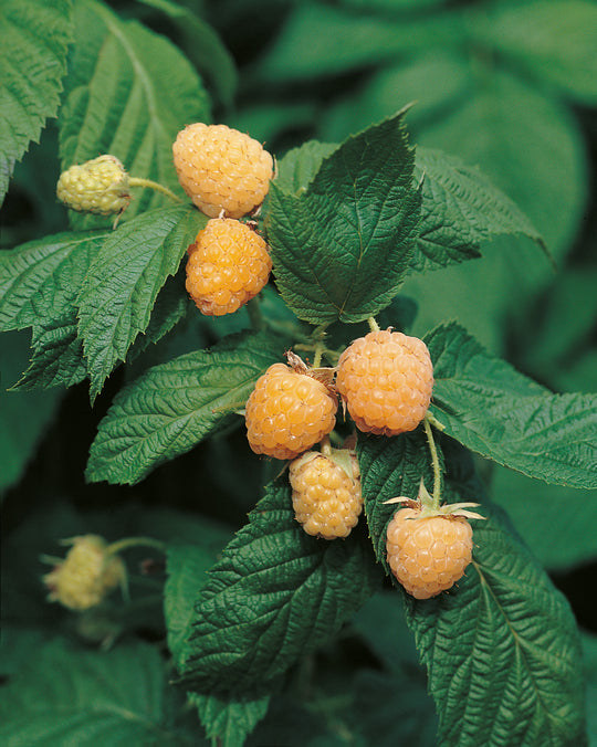 hösthallon "Allgold"