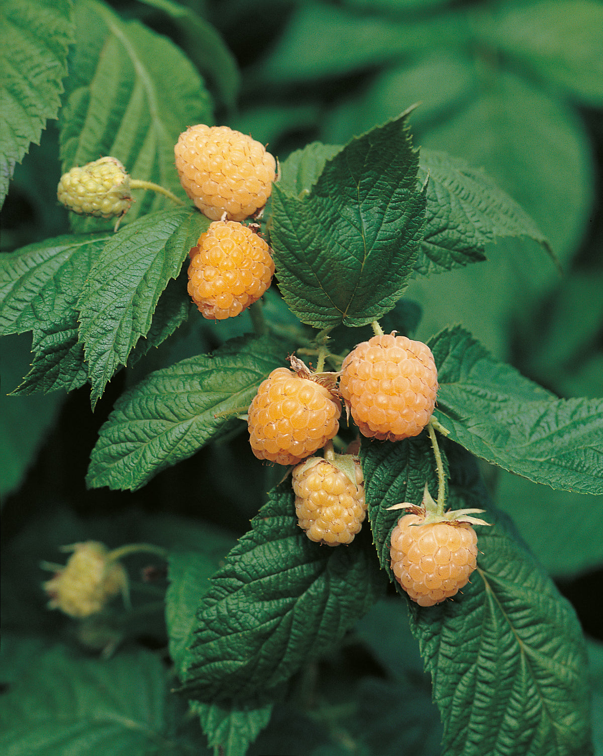 hösthallon "Allgold"
