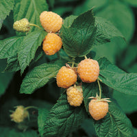 hösthallon "Allgold"