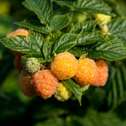 hösthallon "Allgold"