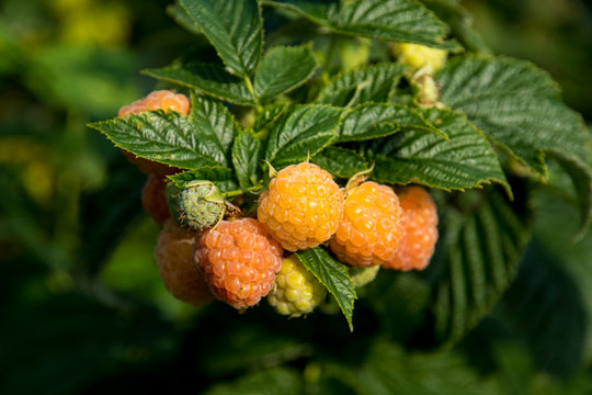 hösthallon "Allgold"