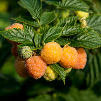 hösthallon "Allgold"