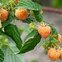 hösthallon "Allgold"
