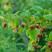 hösthallon 'Ariadne'