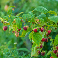 hösthallon 'Ariadne'
