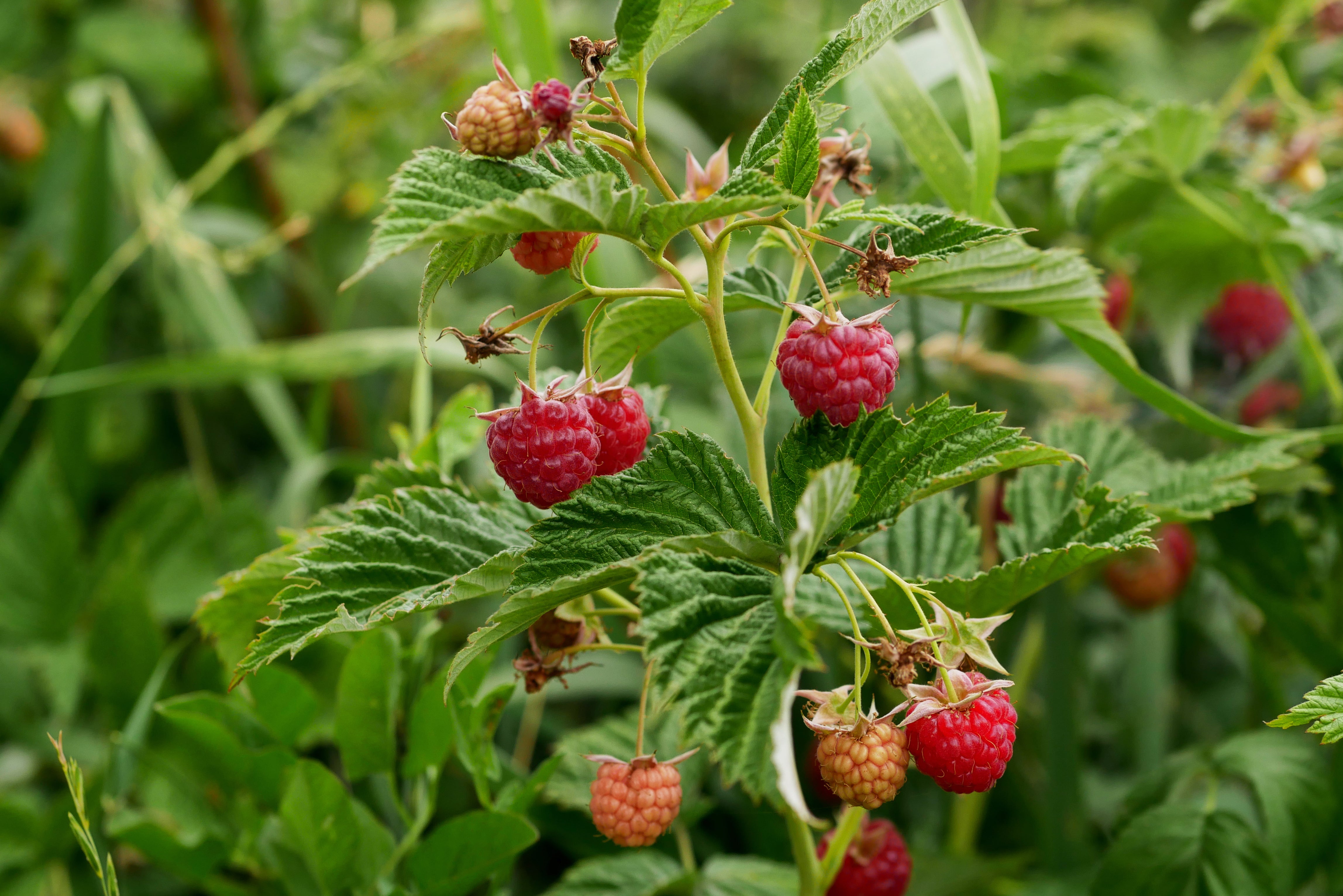 hösthallon 'Autumn Bliss'