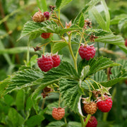 hösthallon 'Autumn Bliss'