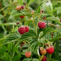 hösthallon 'Autumn Bliss'