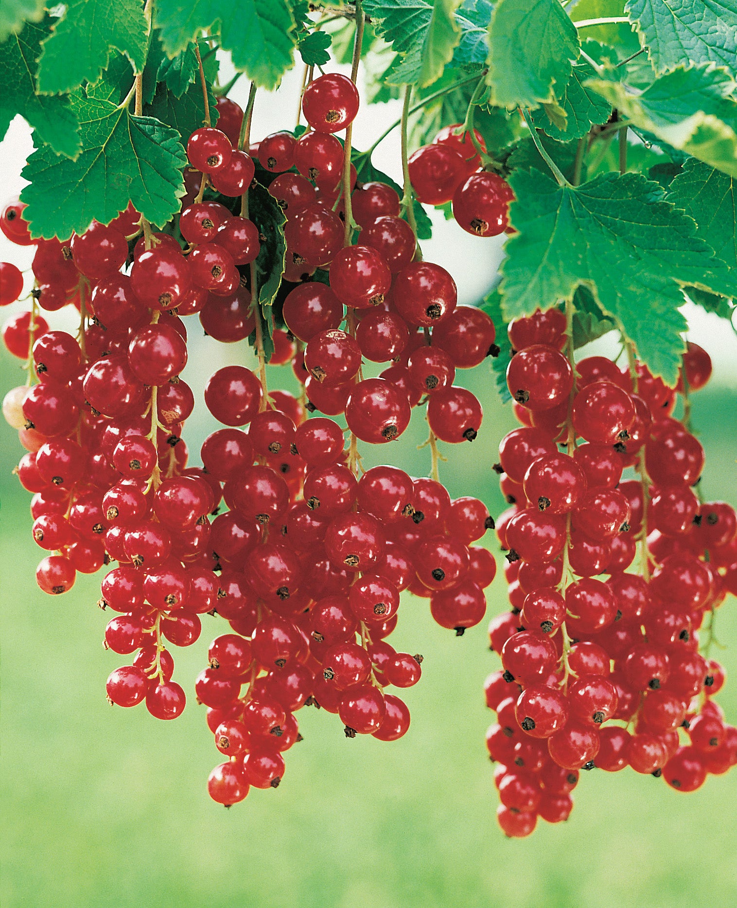 röda vinbär RÖDA HOLLÄNDSKA ('Holländische Rote'), stam