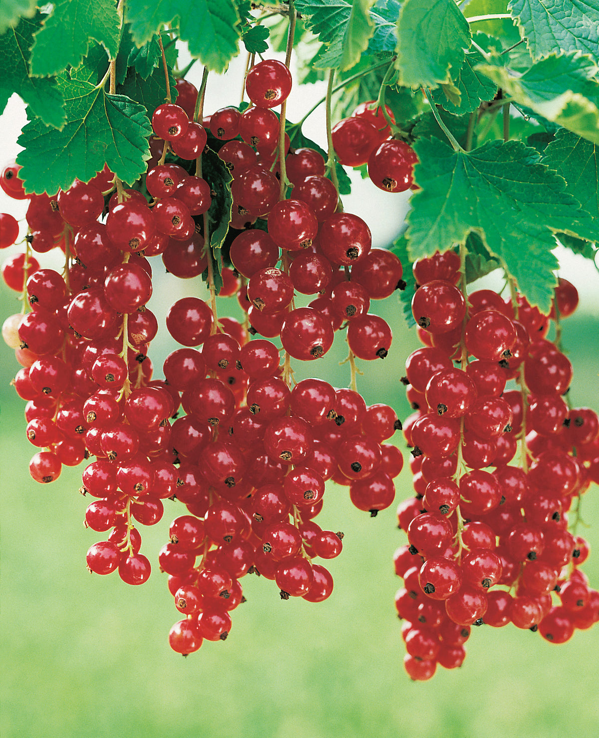 röda vinbär RÖDA HOLLÄNDSKA ('Holländische Rote'), stam