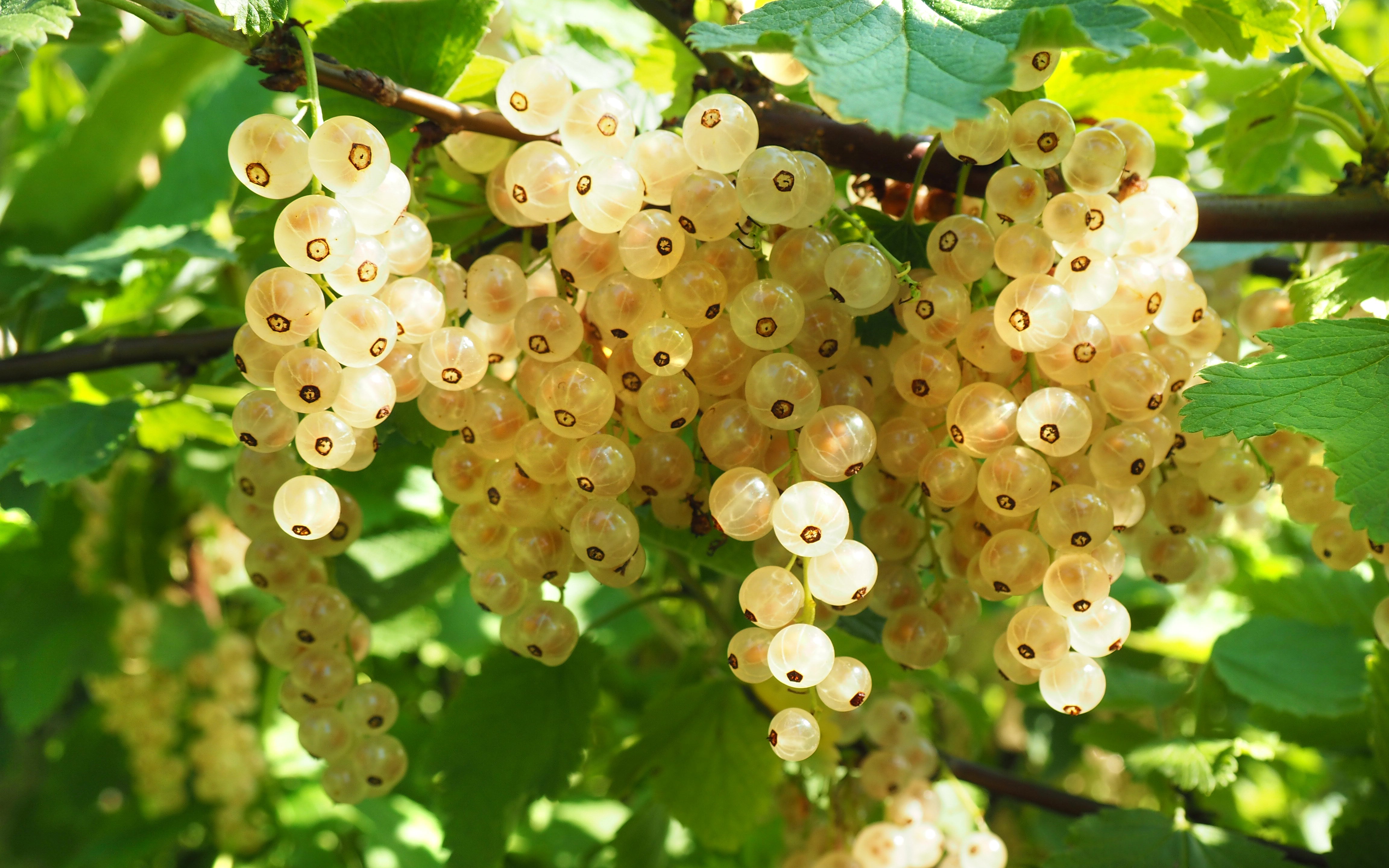 vita vinbär VITA HOLLÄNDSKA ('Witte Hollander')
