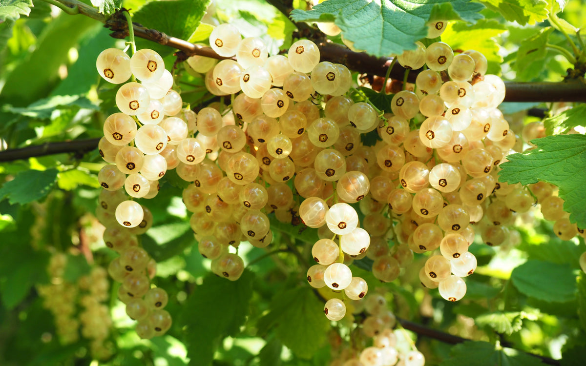 vita vinbär VITA HOLLÄNDSKA ('Witte Hollander')