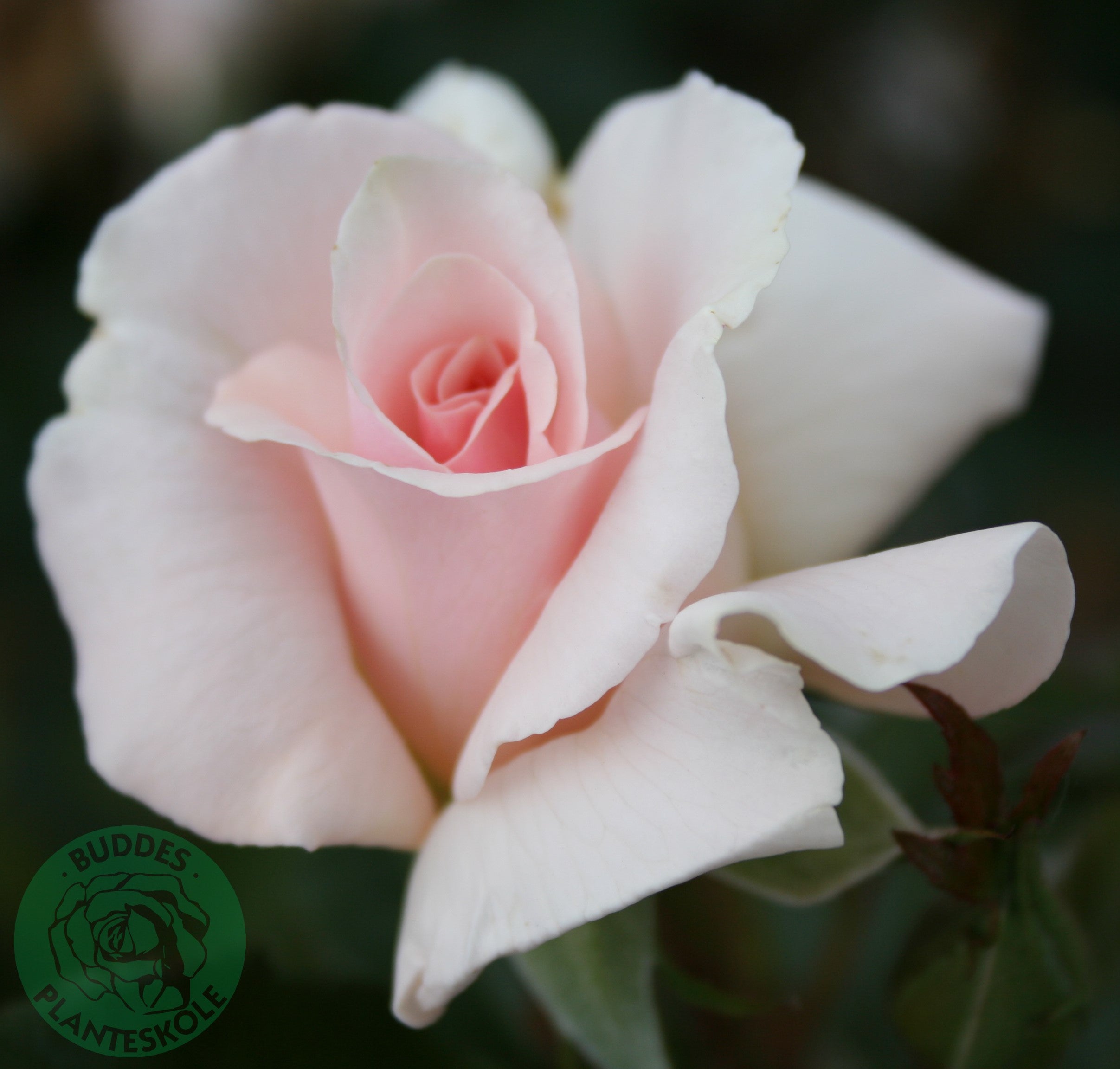 Rosa A WHITER SHADE OF PALE