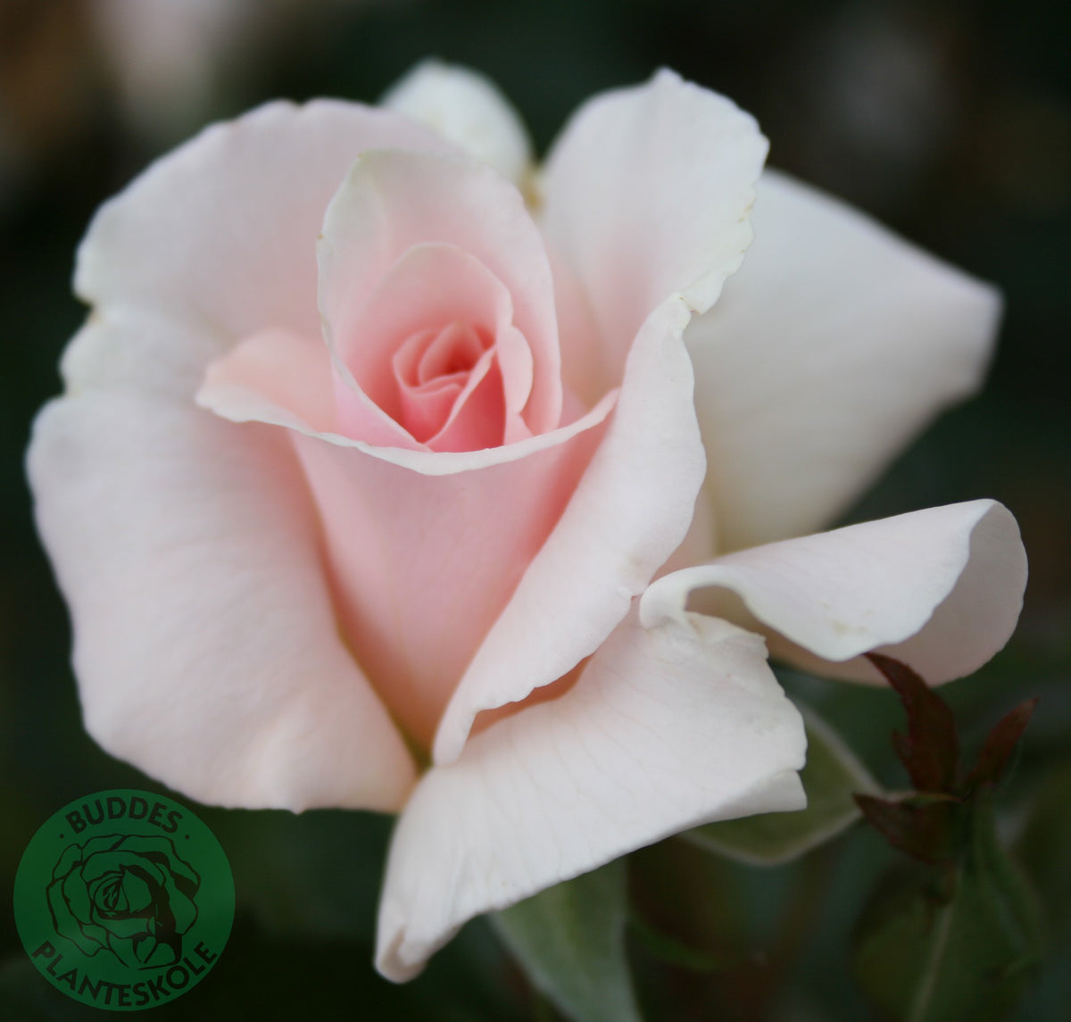 Rosa A WHITER SHADE OF PALE