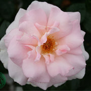 Rosa A WHITER SHADE OF PALE