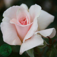 Rosa A WHITER SHADE OF PALE